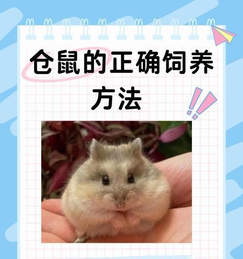 在哪里可以购买到健康的仓鼠幼崽？