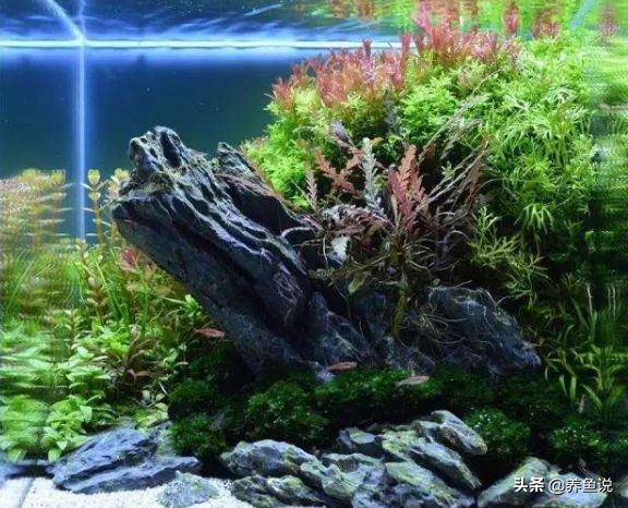 鱼缸没多久缸壁就很脏咋办？请把这3个方法做到位，能帮清洁鱼缸