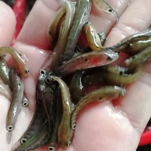 七星鱼苗 七星鱼