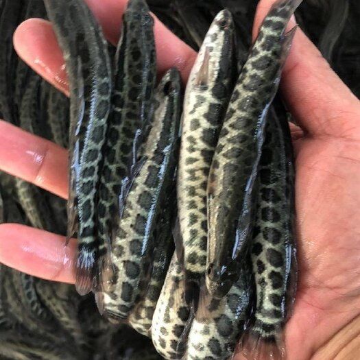 黑鱼苗，乌鱼苗，寸苗大规格