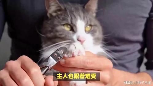 猫咪指甲长到了肉垫里怎么办？