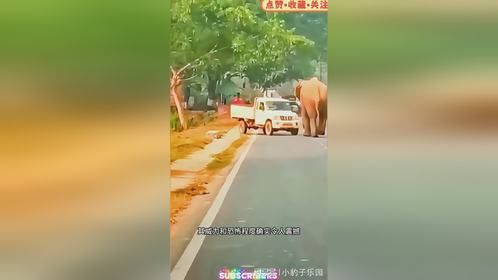 如何安抚愤怒的大象