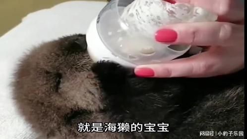 可爱的小海獭