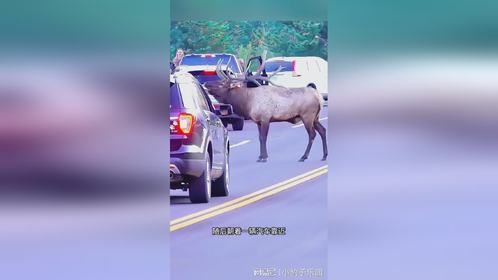 向人类求助的驯鹿