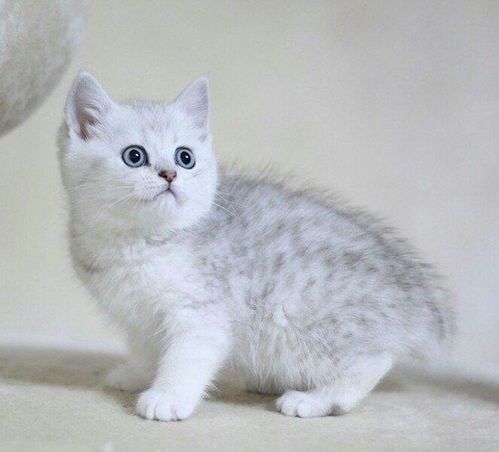 银渐层猫是美短还是英短？