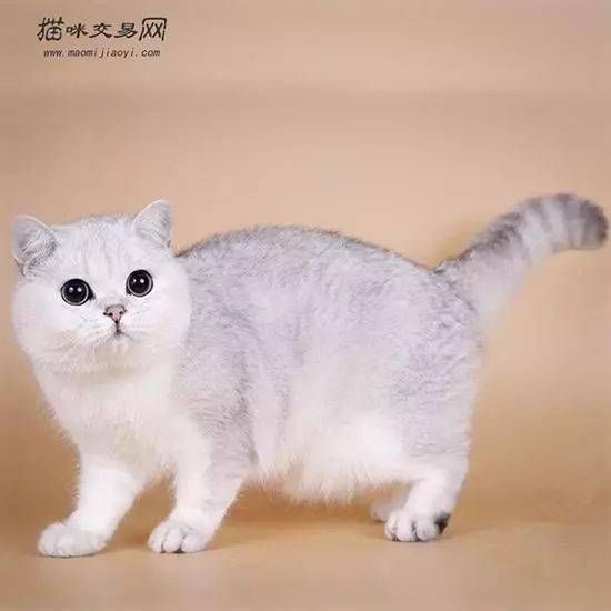 银渐层猫价格：宠物级，约2000-5000元。