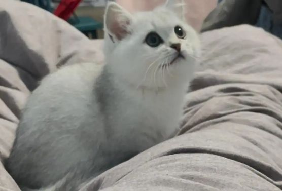 银渐层智商相当于几岁?智商高不高?