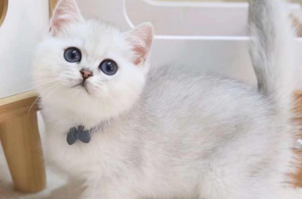 银渐层智商相当于几岁?智商高不高?