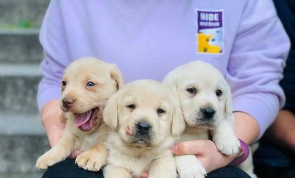 小狗一胎生几个（了解狗狗的繁殖周期）