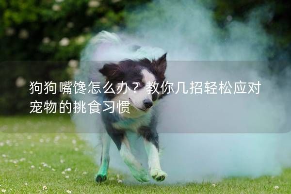 狗狗嘴馋怎么办?教你几招轻松应对宠物的挑食习惯