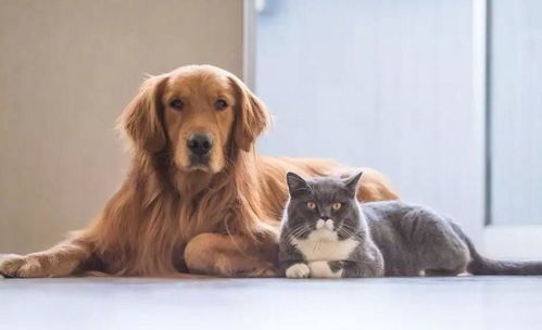 狗狗不孕？揭秘宠物繁殖难题与解决方案！