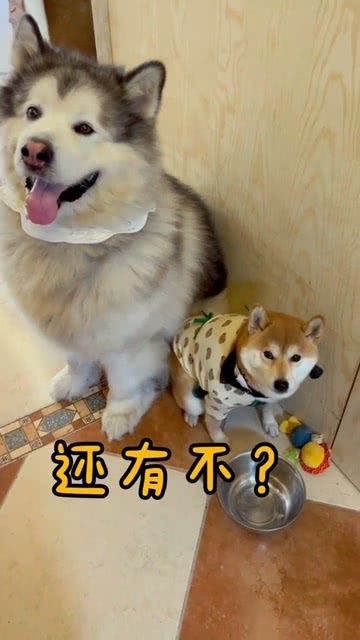 “狗狗挑食？试试这些替代方案！”