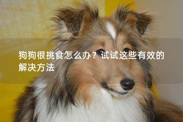 狗狗很挑食怎么办?试试这些有效的解决方法