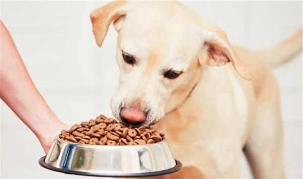 狗狗挑食怎么办？分分钟教你解决！