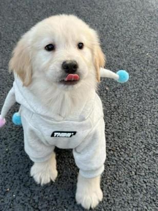 宠物狗不吃东西是为什么-图1