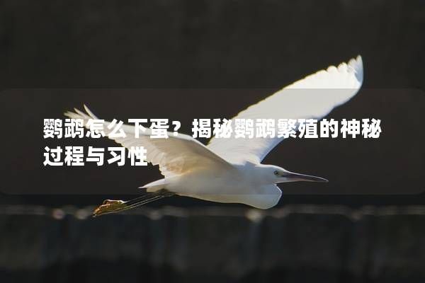 鹦鹉怎么下蛋？揭秘鹦鹉繁殖的神秘过程与习性