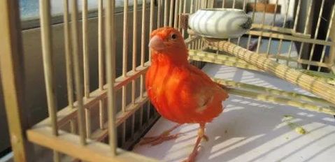 芙蓉鸟多长时间才能繁殖