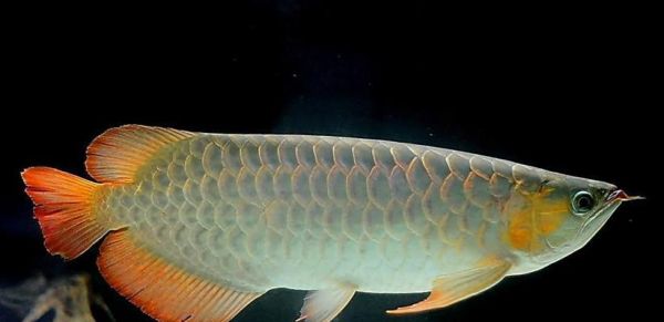 如何科学养护宠物龙鱼（打造健康）
