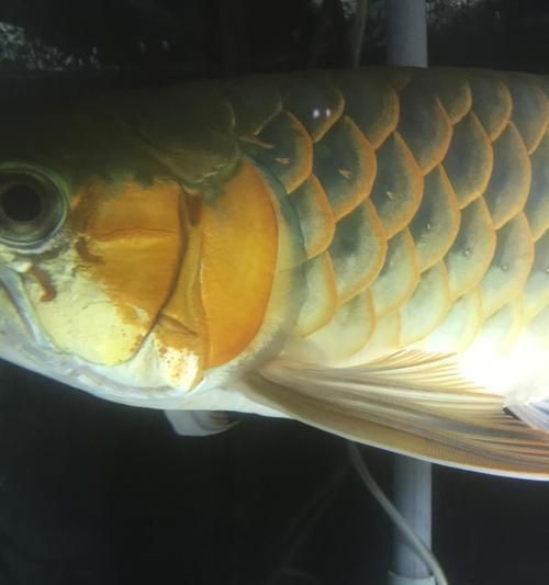 如何科学养护宠物龙鱼（打造健康）