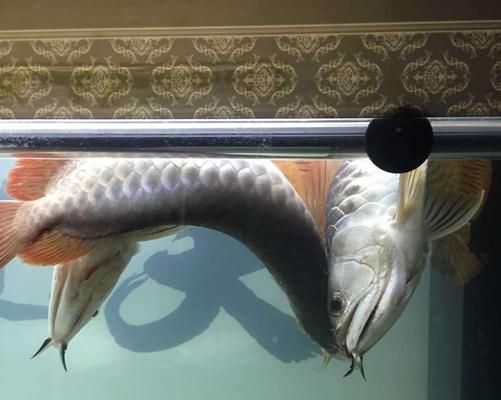 如何科学养护宠物龙鱼（打造健康）