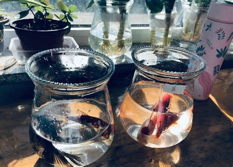 现在人都养什么宠物,什么宠物最受欢迎