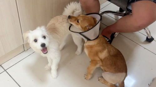 “狗狗术后恢复，多久能撒欢跑？”