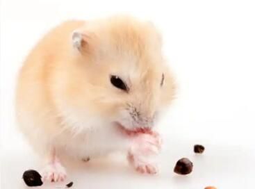 仓鼠需不需要鱼油