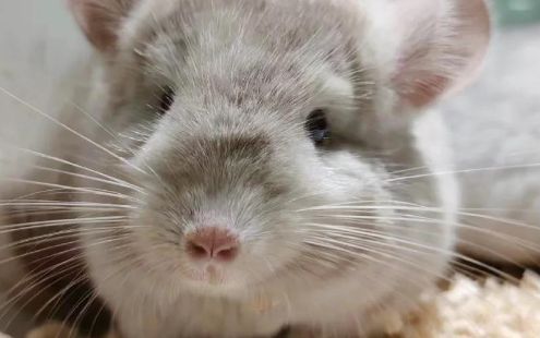 龙猫有味道吗?养龙猫的朋友看过来