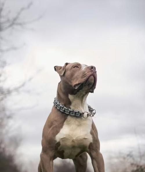 哪些大型犬品种比较凶猛？它们的特点是什么？