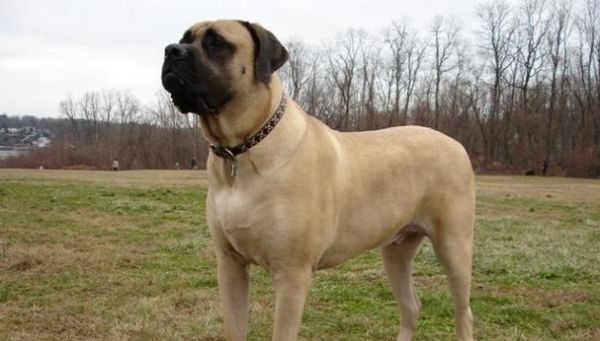 哪些大型犬品种特别温顺？适合家庭饲养吗？