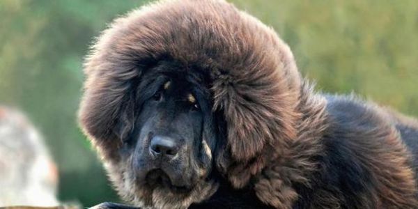 海东禁养大型犬品种有哪些？为什么会有这样的规定？