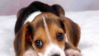 史努比原型：可爱小猎犬宠物