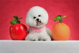 比熊发烧拉肚，速查急救攻略！