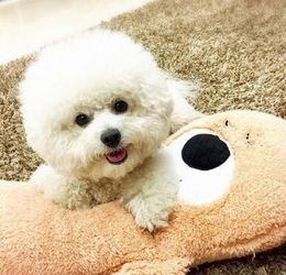 比熊发烧拉肚，速查急救攻略！