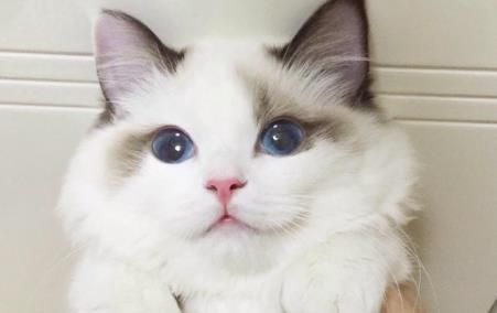 为什么猫咪被称为宠物？