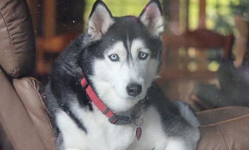 如何训练哈士奇成为理想的宠物？