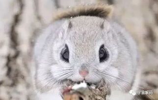 日本飞鼠何时可成为宠物？