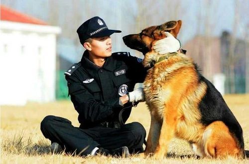 我国有哪些警犬品种适合做宠物？