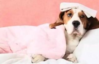 狗狗感冒饮食调理指南