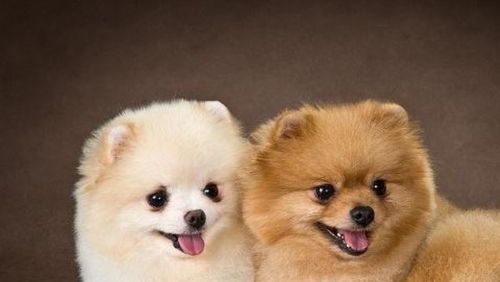 细小病毒速解攻略，宠物健康守护秘籍！