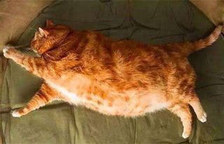 宠物猫便秘，食疗加药疗，改善生活品质。