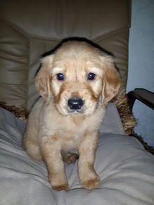 金毛反胃，速看食疗秘籍！