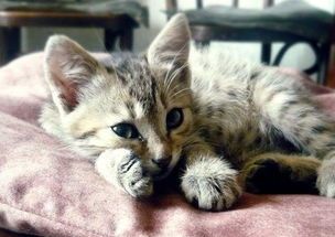 猫咪肝脏肿大，食疗与药物双管齐下