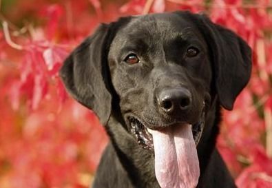 狗狗咳嗽，速效食疗方来啦！