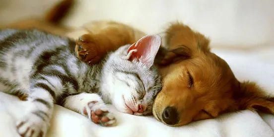 宠物被打，如何快速治愈，恢复活力？