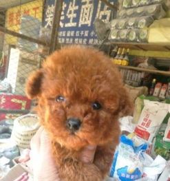 淮安狗基地爆红宠物圈！