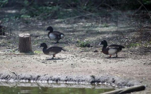 4月22日,北京动物园, 三只青头潜鸭在水池边散步。 新京报记者 薛珺 摄