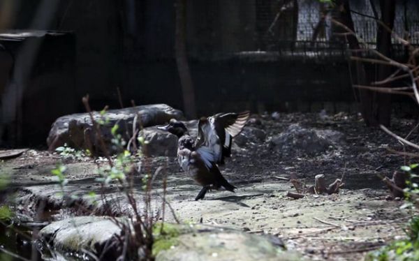 4月22日,北京动物园,一只青头潜鸭正在振翅。 新京报记者 薛珺 摄