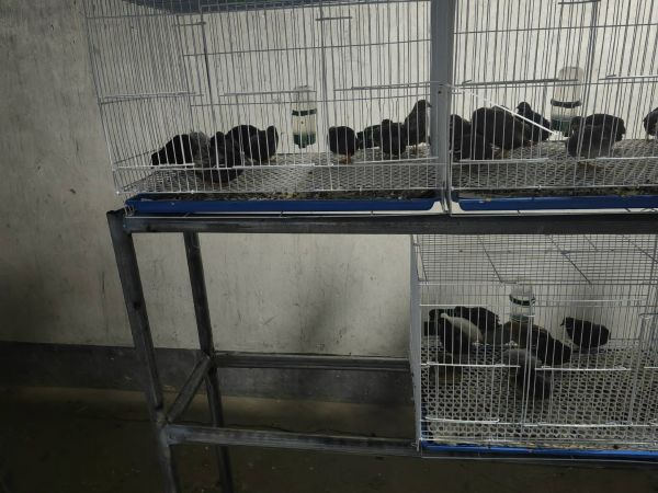 十姐妹鸟人工孵化设备配置示意图