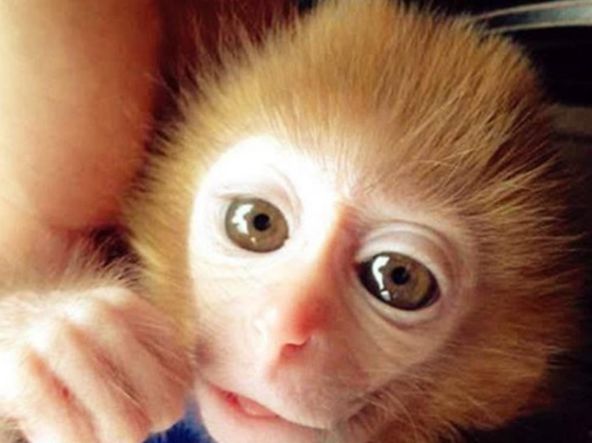 男子临时出差，把宠物猴送到乡下，回来去接时，眼前一幕令他傻眼 